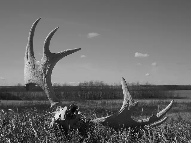 Antlers and skull on the prairie